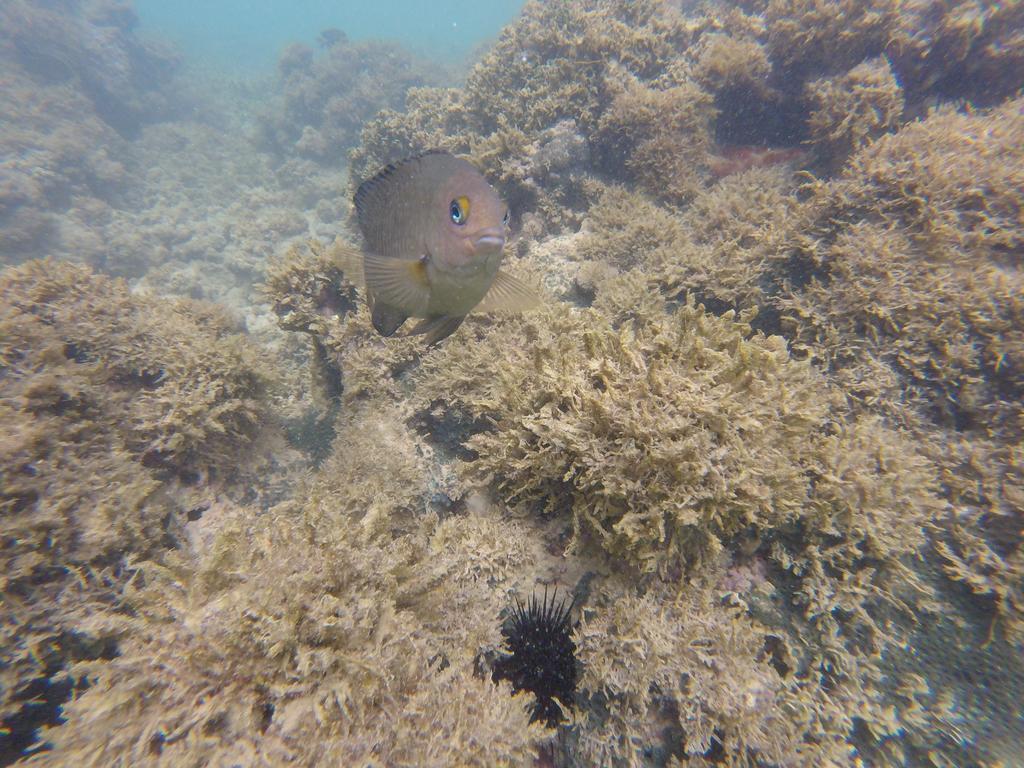 Pousada Caribe Nordestino Tamandaré Esterno foto